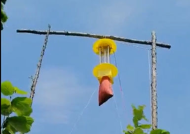 一袋子的害蟲，這就是云飛殺蟲燈的效果