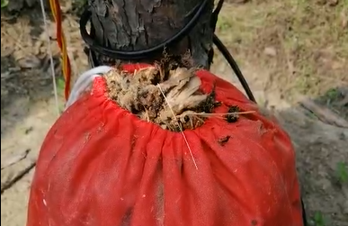 云飛殺蟲(chóng)燈一天殺蟲(chóng)將近9斤，農(nóng)藥也得黯然失色