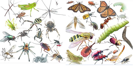 誘殺害蟲(chóng)種類